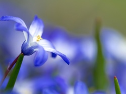 Śnieżnik, Kwiatek, Błękitny, Makro