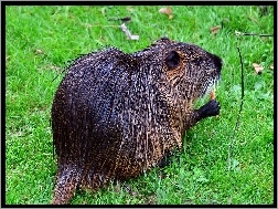 Bóbr, Łąka