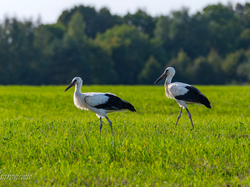 Bociany, Dwa, Łąka
