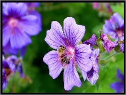 Bodziszek, Kwiatki, Fioletowe, Pszczoła
