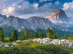 Dolomity, Drzewa, Skały, Góry Sella, Włochy, Szczyt Piz Boe