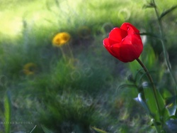 Bokeh, Tulipan, Czerwony, Kwiat