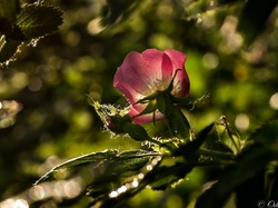 Bokeh, Kwiat, Dzika Róża, Światło