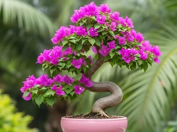 Drzewko bonsai, Purpurowe, Kwiaty, Donica