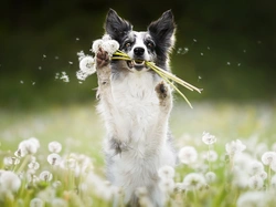 Pies, Border collie, Łąka, Dmuchawce