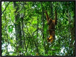 Borneo, Las, Orangutan, Tropikalny