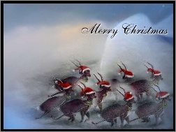 Boże Narodzenie, Merry Christas
