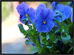 Kwiaty, Bratki, Niebieskie