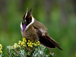 Brodaty Helmetcrest, Tropikalny, Ptak