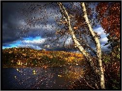 Brzoza, Jezioro, Jesień, Drzewa