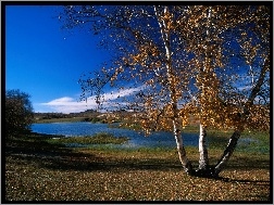 Brzoza, Jezioro, Jesień, Przyroda