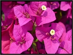 Bugenwilla, Makro