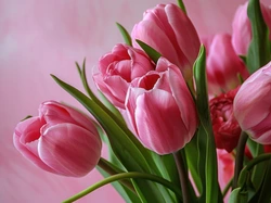 Kwiaty, Tulipany, Różowe, Bukiet