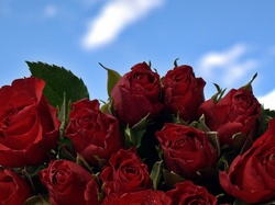 Róż, Bukiet, Czerwonych
