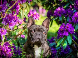 Pies, Buldog francuski, Kwiaty, Rododendron