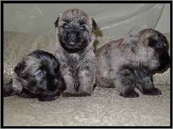 Cairn Terrier, słodkie, trzy, szczeniaki