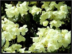 Campylocarpum, Rododendron, Biały, Odmiany