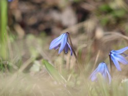 Cebulica syberyjska, Kwiaty, Niebieska