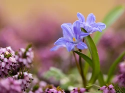 Cebulice, Kwiaty, Wrzosiec