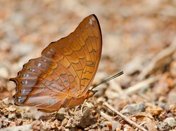 Charaxes affinis, Brązowy, Motyl