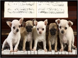 Chihuahua, Piątka, Koncetrtująca, Szczeniaczków