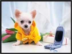 Chihuahua, Telefon, Szczeniak, Komórkowy
