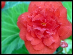 chińska, hibiskus, Kwiat, róża