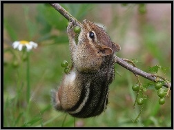 Jedzonko, Chipmunk, Gałązka