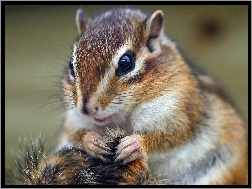 Trawa, Chipmunk, Łapki