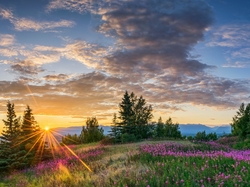 Chmury, Stan Alaska, Butte, Drzewa, Kwiaty Promienie słońca, Łąka, Stany Zjednoczone, Zachód słońca