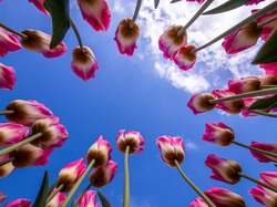 Chmury, Tulipany, Kwiaty, Niebo