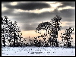 Śnieg, Chmury, Drzewa