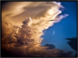 Ptaki, Chmury, Księżyc