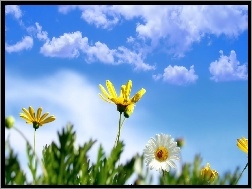 Chmury, Kwiatki, Wiosna, Niebo