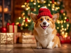 Prezenty, Pies, Czerwona, Czapka, Welsh corgi pembroke, Choinka