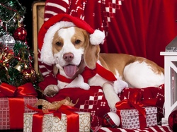 Choinka, Prezenty, Pies, Świąteczne