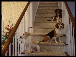 choinka, Beagle Harriery, trzy, schody