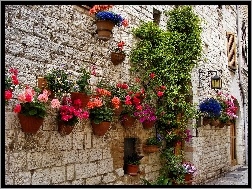 Donice, Ściana, Pelargonie, Begonia, Kwiaty, Dom, Petunie