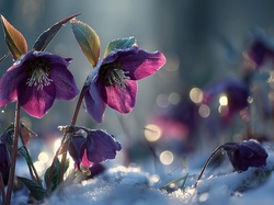 Bordowe, Ciemierniki, Śnieg, Grafika AI