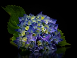 Ciemne tło, Niebieska, Hortensja, Kwiat, Liście