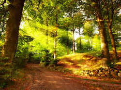 Ścieżka, Przebijające światło, Drzewa, Las, Słoneczne