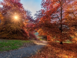 Jesień, Ścieżka, Liście, Drzewa, Park, Promienie słońca
