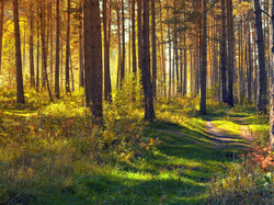 Las, Ścieżka, Światło słoneczne, Drzewa, Jesień, Trawa