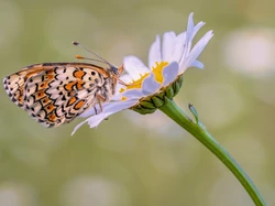 Margerytka, Motyl, Przeplatka cinksia, Roślina, Kwiat