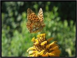 Cynia, Perłowiec malinowiec, Motyl, Kwiat