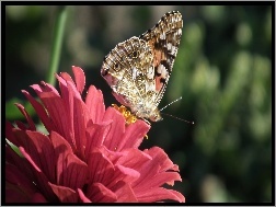 Cynia, Rusałka osetnik, Motyl, Kwiat