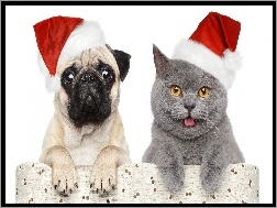Czapki, Kot, Pies, Świąteczne