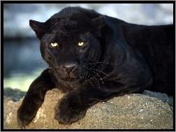 Kot, Czarna, Puma