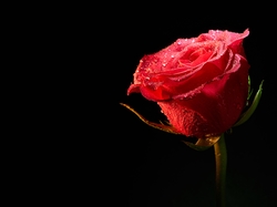 Czarne tło, Róża, Czerwona, Rosa