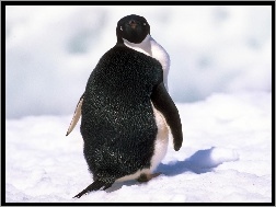 Śnieg, Biały, Czarno, Pingwin